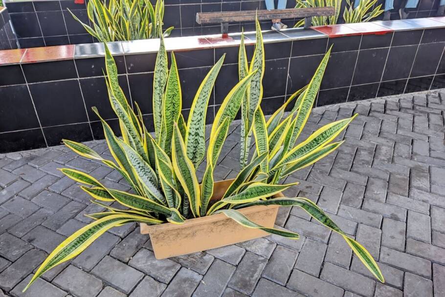 A espada-de-são-jorge tem ação purificadora para os ambientes (Imagem: Tria last | Shutterstock)