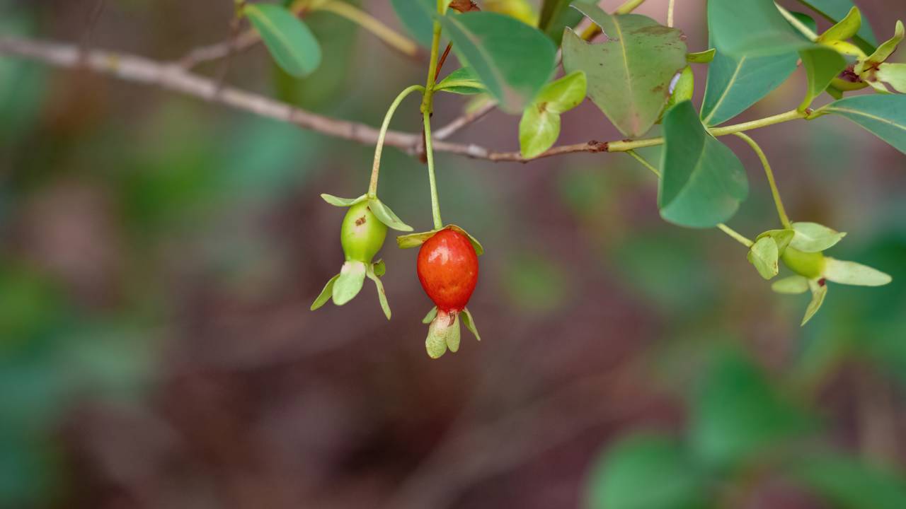 Essa árvore brasileira une beleza, praticidade e pouco trabalho no quintal. Saiba por que a cerejeira do Rio Grande está conquistando tanta gente.