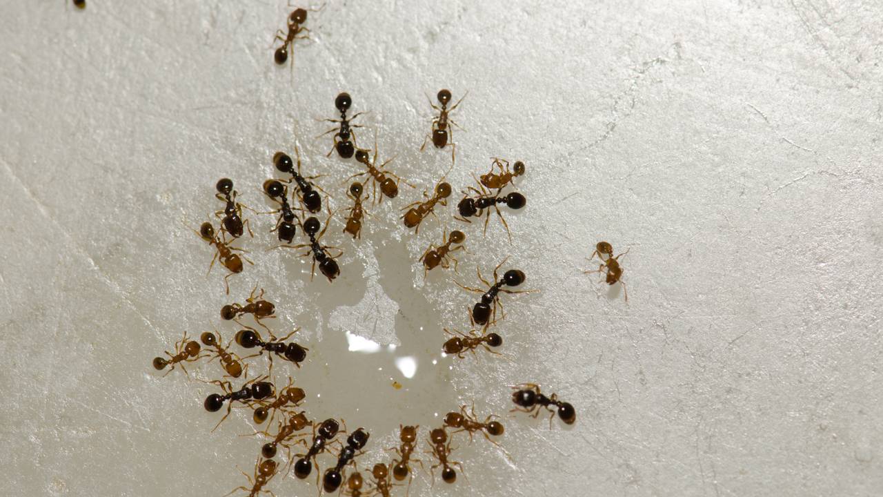 Chega de trilhas de formigas na bancada! Aprenda a técnica da barreira mineral e mantenha sua cozinha impecável usando apenas sal refinado