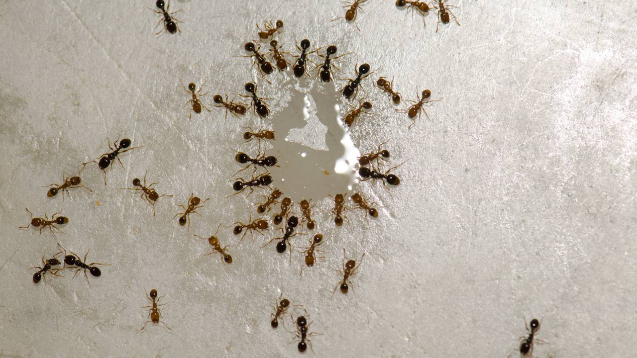 Veja como usar o vinagre com segurança e aprenda a apagar os rastros químicos com praticidade