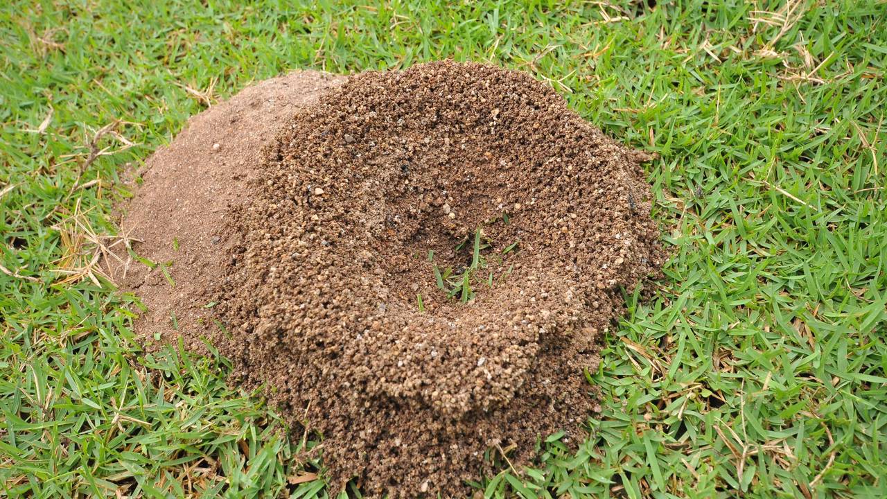 Formigas no jardim podem ser controladas sem veneno. Saiba como usar soluções caseiras e manter o espaço protegido.