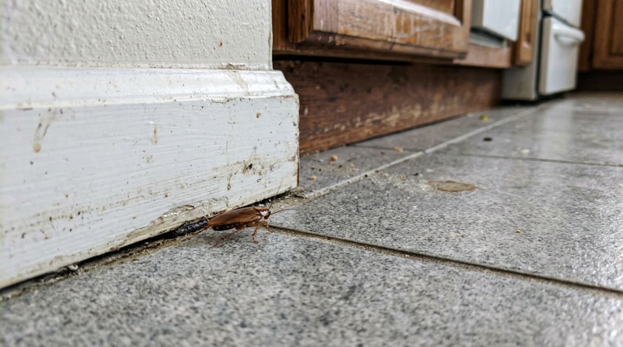 Baratas procuram basicamente comida, água e abrigo