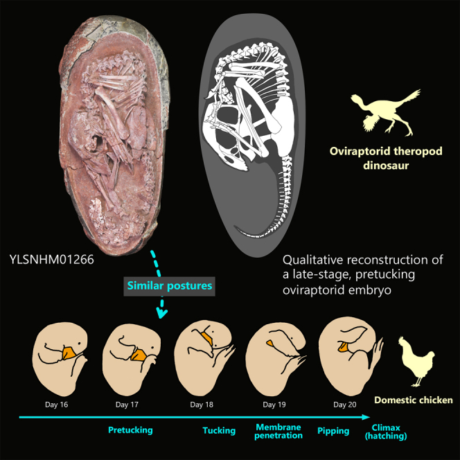 Esqueletos de dinossauros raramente são preservados em ovo, mas esses fósseis embrionários são registros importantes da reprodução dos dinossauros, pois um embrião documenta estágios de crescimento e desenvolvimento inicial até a eclosão.