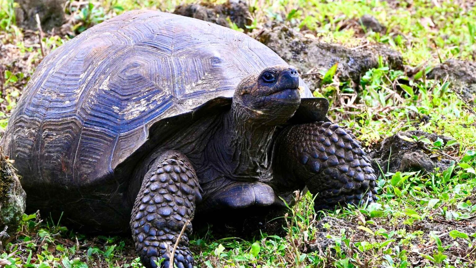 A tartaruga-gigante das Galápagos é um daqueles animais que quase todo mundo reconhece, ligado a Charles Darwin e à história da evolução.