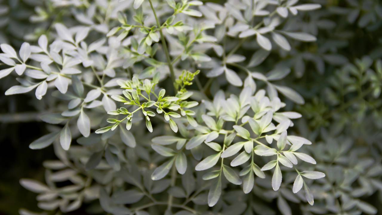 Vaso ou chão? Aprenda a melhor forma de posicionar sua arruda para ela filtrar quem entra pela sua porta.