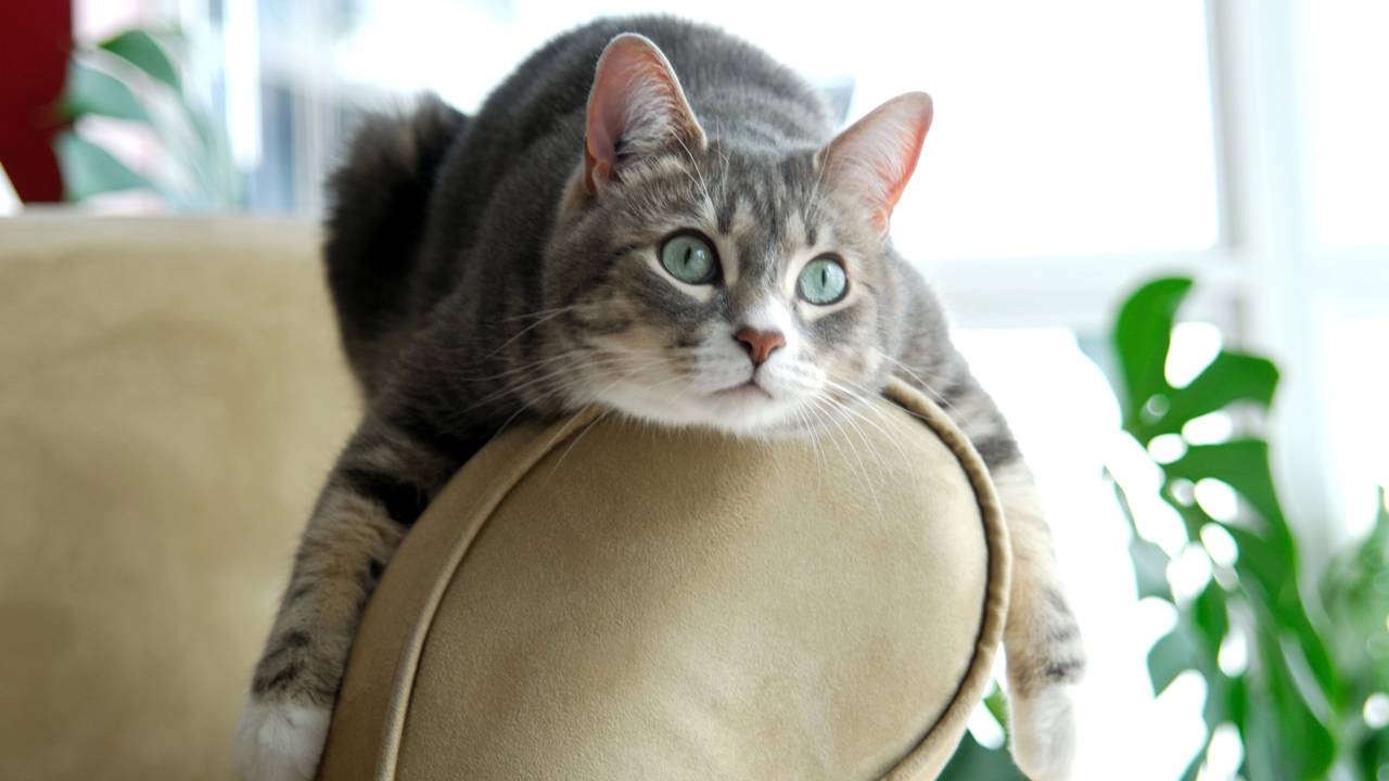 Entenda o comportamento dos gatos