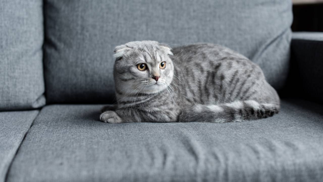 As orelhas do gato revelam emoções