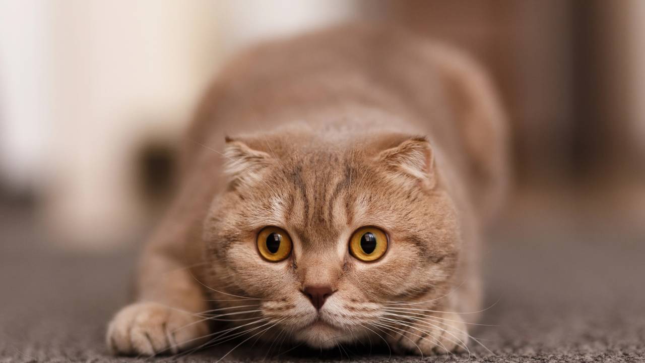 Linguagem Corporal dos Gatos