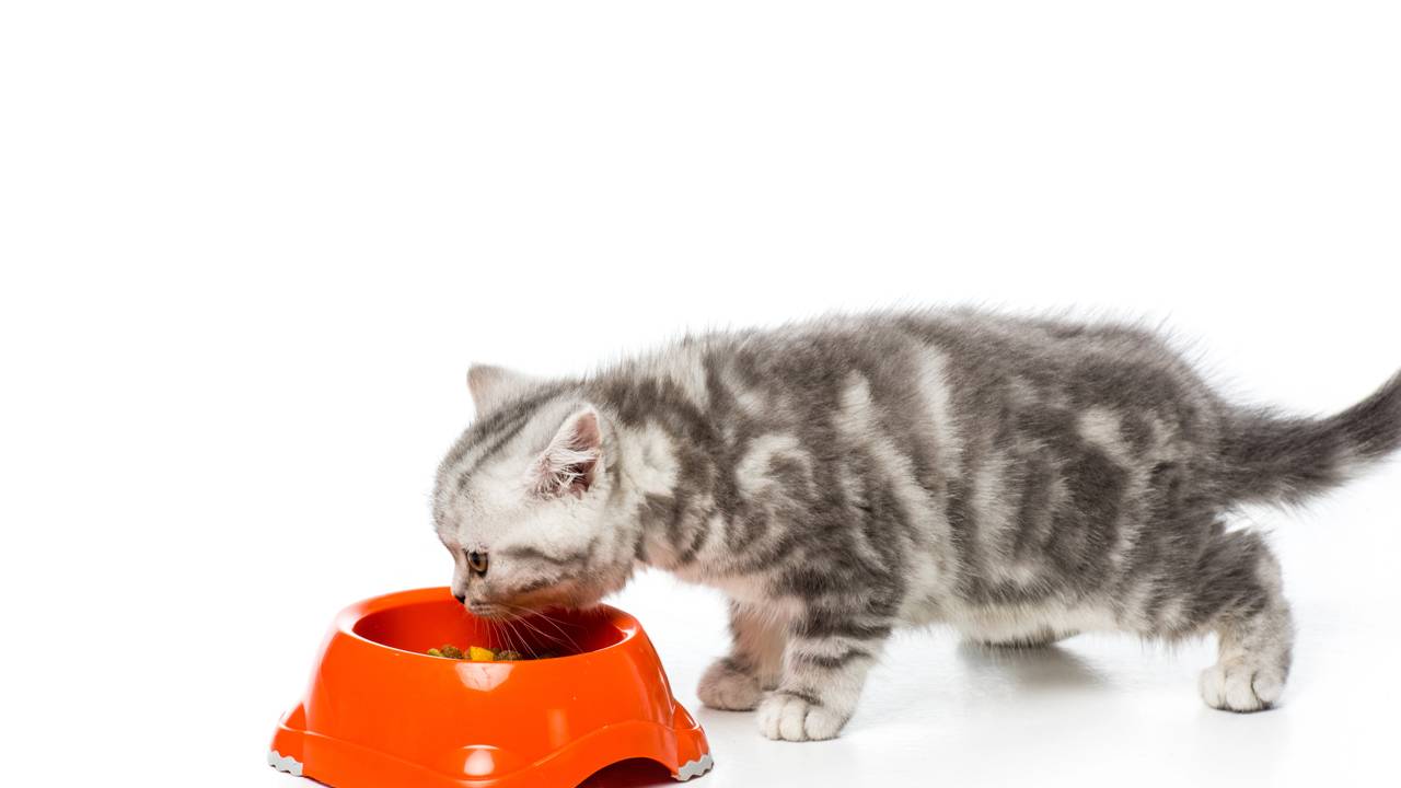 Gato deixando comida no pote? Pesquisadores japoneses revelam o motivo por trás desse hábito dos felinos