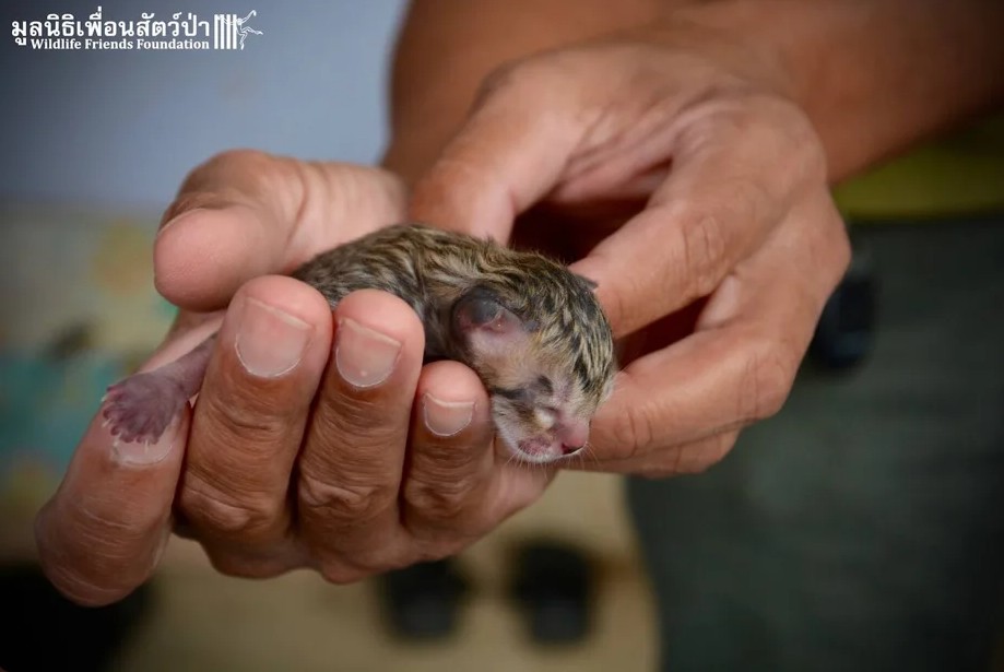 A natação é uma aliada essencial na busca por alimento