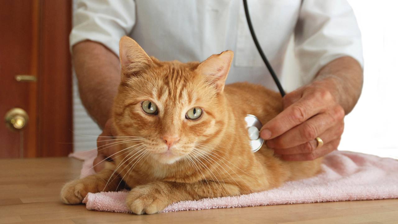 Por que os gatos deixam comida no pote?