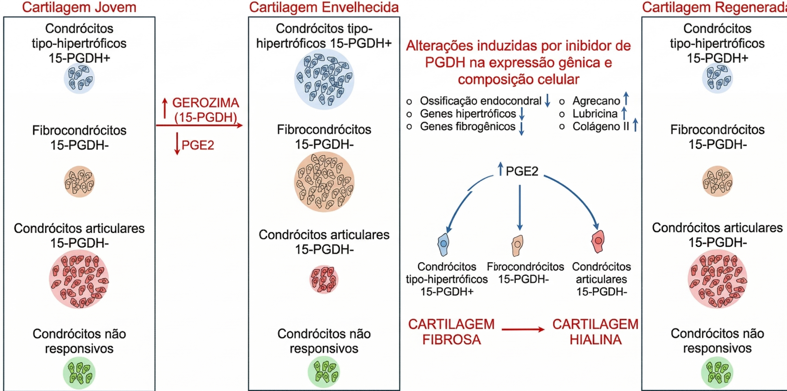 A inibição da geroenzima 15-PGDH leva à regeneração da cartilagem por meio de alterações na expressão gênica e uma mudança na composição celular da fibrocartilagem para a cartilagem hialina.