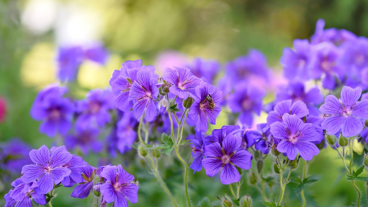 Sabia que existe um gerânio que volta todo ano sozinho? Descubra o segredo dessa espécie azul que não pega pragas e brilha no sol.