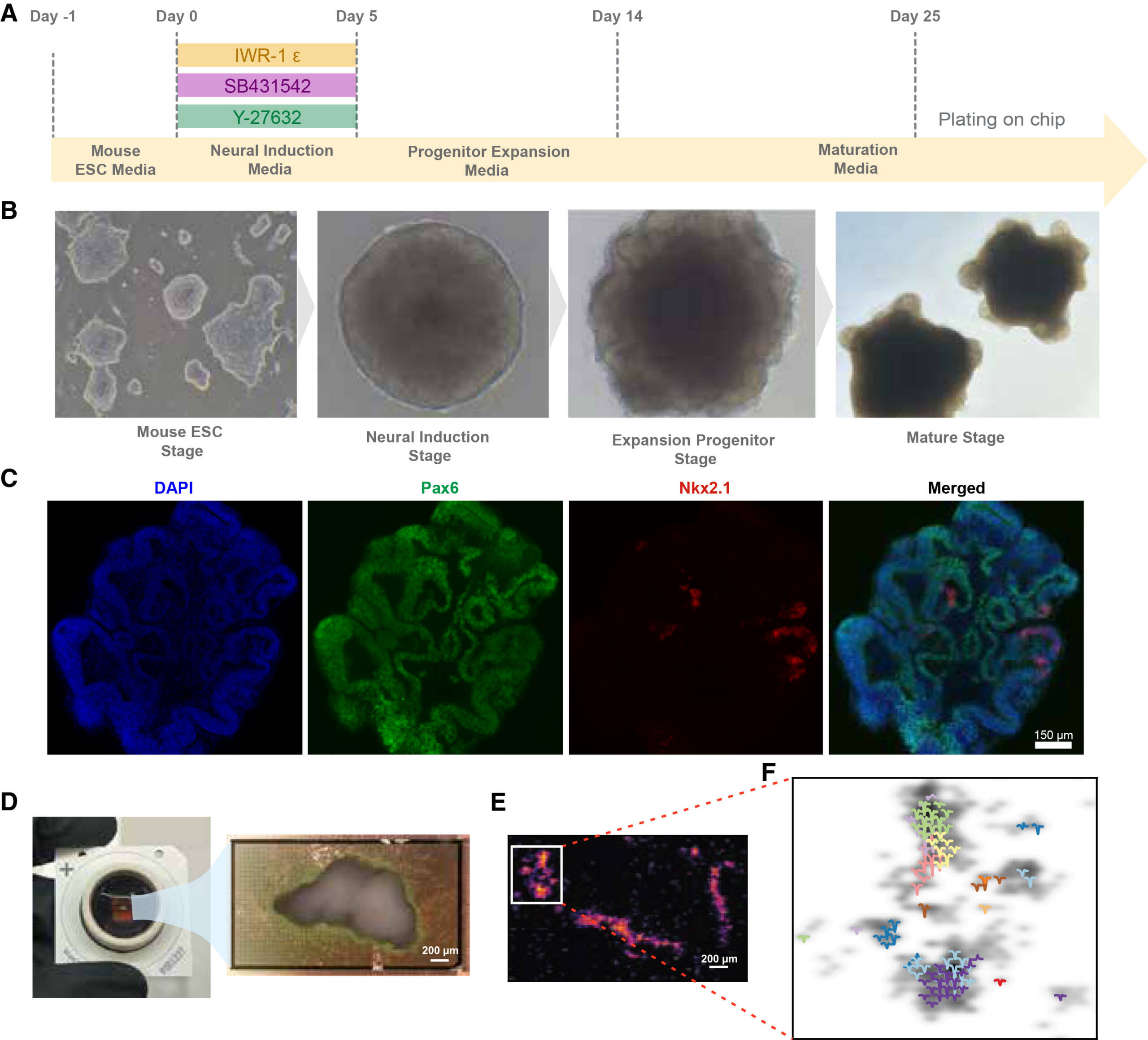 (A) Esquema do protocolo para geração de organoides corticais derivados de células-tronco embrionárias (ESC) de camundongo.(B) Imagens de campo claro dos organoides durante o desenvolvimento; Imagens foram tiradas com ampliações variadas.(C) A imunohistoquímica dos organoides corticais do dia 10 mostra a presença de Pax6 (glia radial) e Nkx2.1 (eminência ganglionar medial). Barra de escala, 150 μm.(D) Ilustração de organoide placado em chip HD-MEA. Barra de escala, 200 μm.(E) Mapa de calor da atividade da configuração dos eletrodos sobreposto ao HD-MEA e um gráfico representativo da configuração dos eletrodos. Barra de escala, 200 μm.(F) Gráfico representativo das formas de onda a partir de unidades neuronais individuais sobrepostas à configuração do eletrodo.
