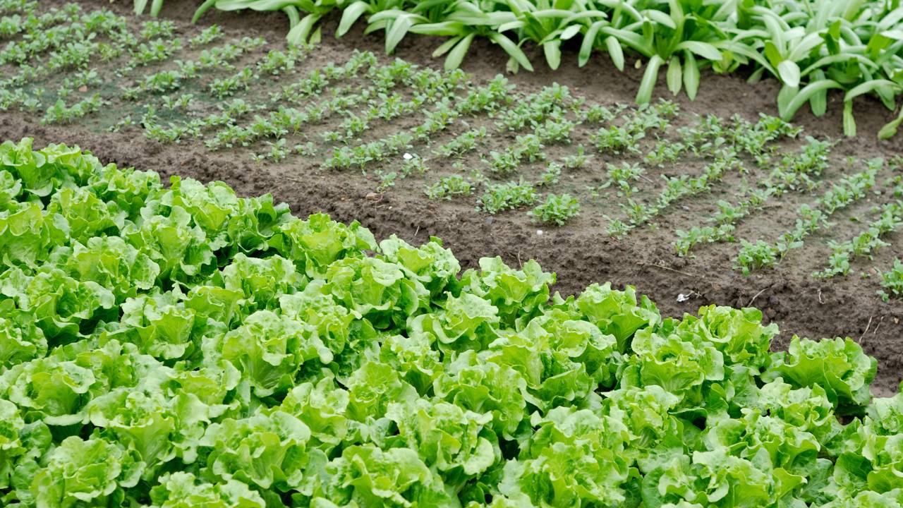 Veja como regar com segurança em abril e aprenda a drenar seus vasos com praticidade.