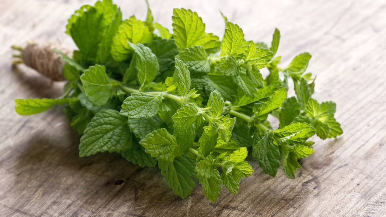 Umidade ou Secagem? Saiba como evitar fungos ao usar ervas embaixo de tapetes em áreas frias.