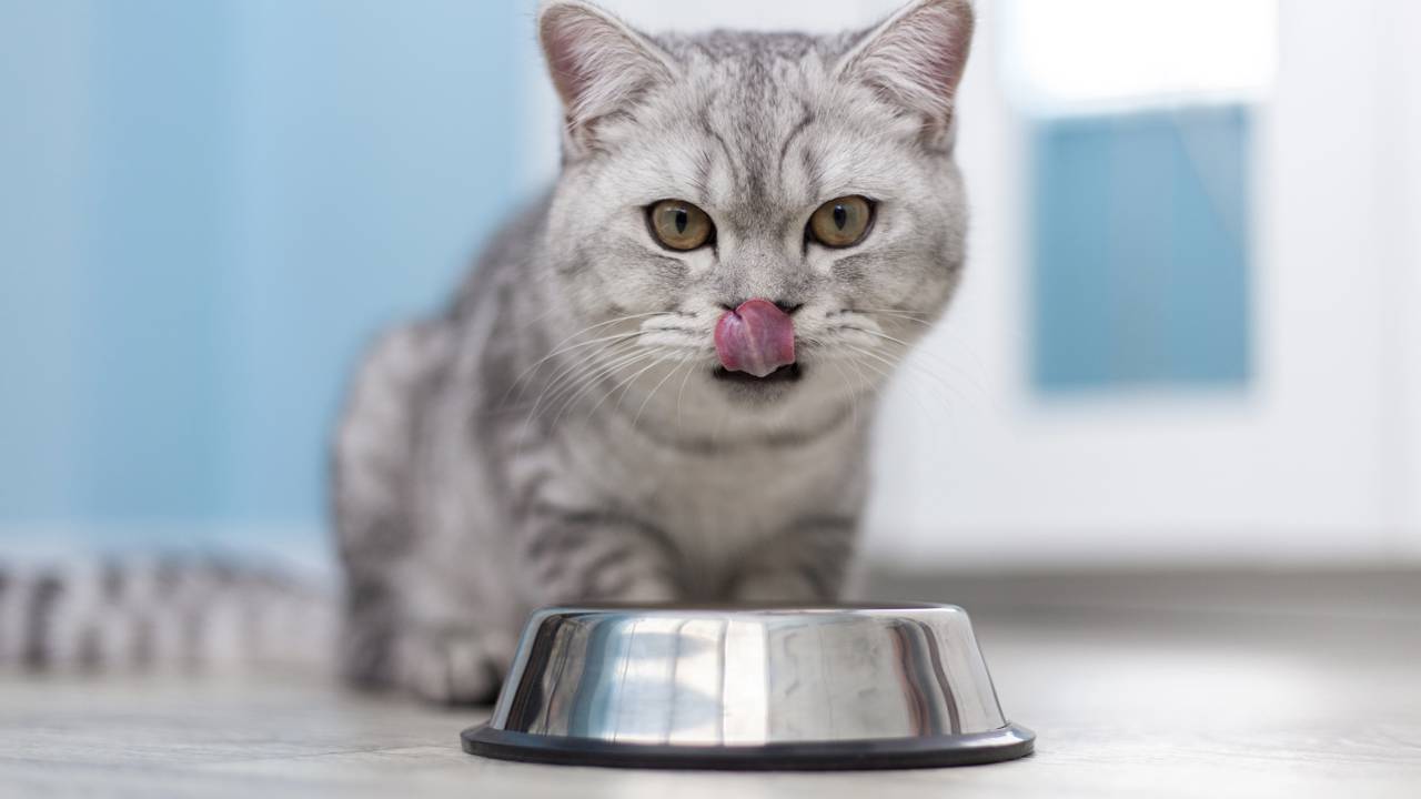 Alimentação de cães e gatos: veja com o veterinário a frequência ideal de refeições para saúde, bem-estar e qualidade de vida.