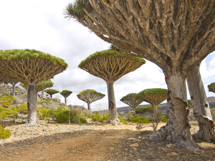 ilha de Socotra, no Iêmen, possui paisagens surreais e quase “alienígenas”