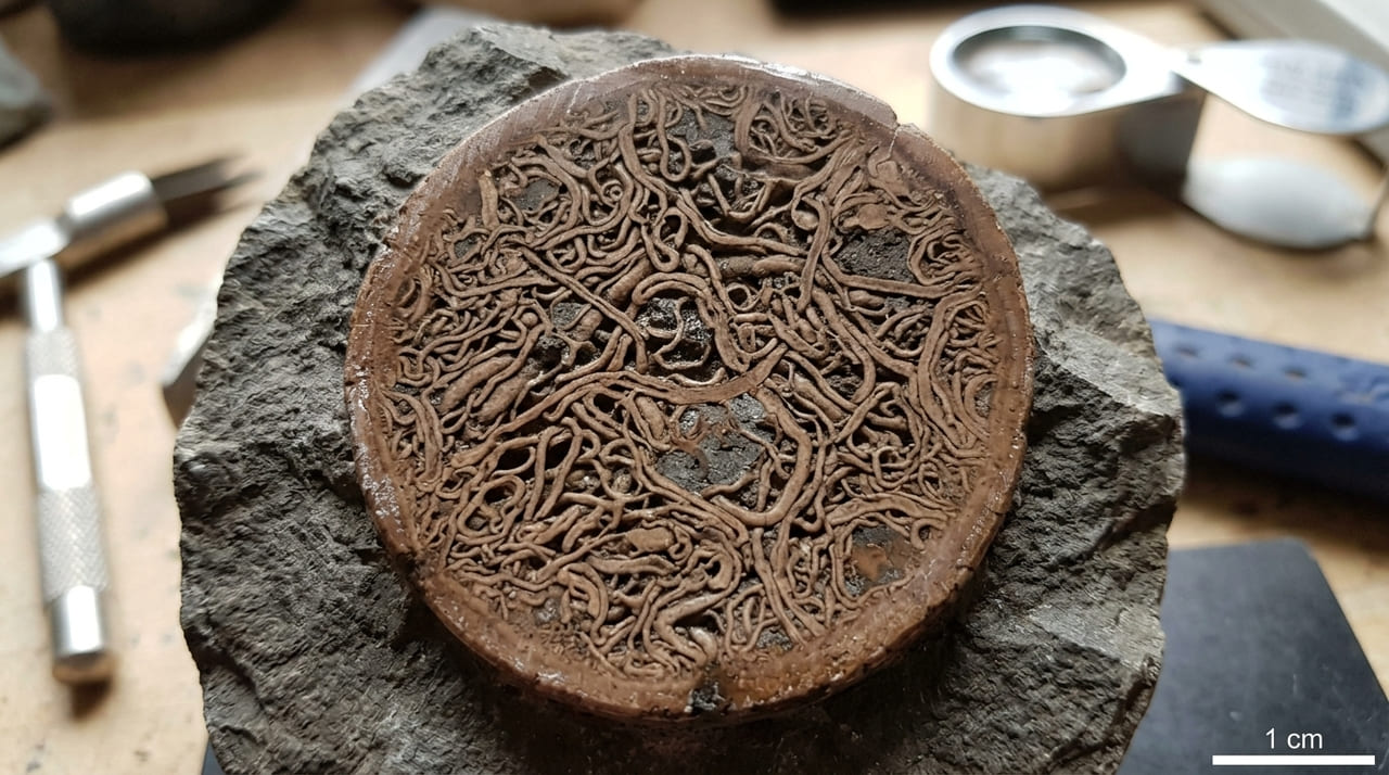 Análises químicas revelam que as maiores estruturas verticais da Terra primitiva eram organismos fúngicos e não vegetais.