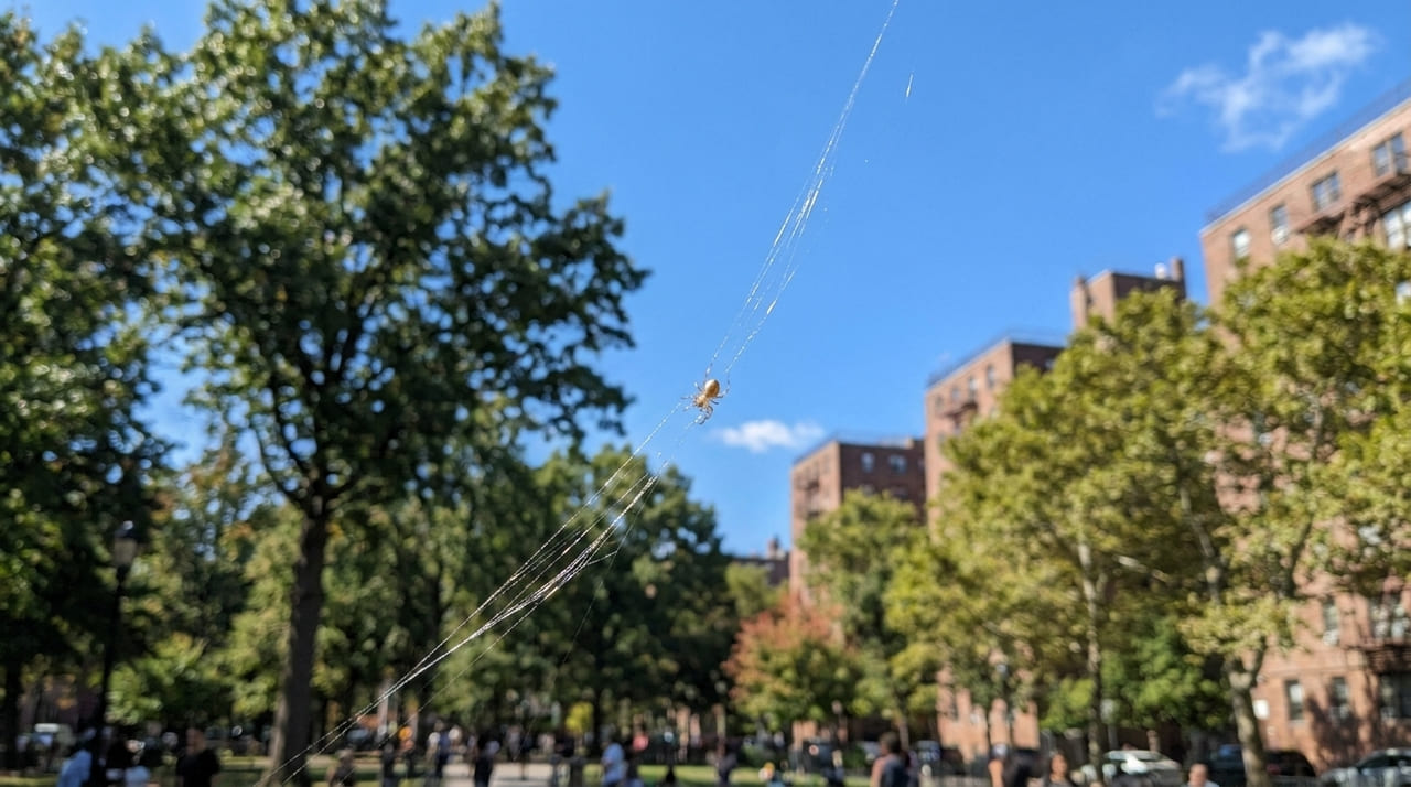Especialistas monitoram como a fisiologia robusta e o comportamento de dispersão aérea permitem que este aracnídeo prospere em grandes metrópoles.
