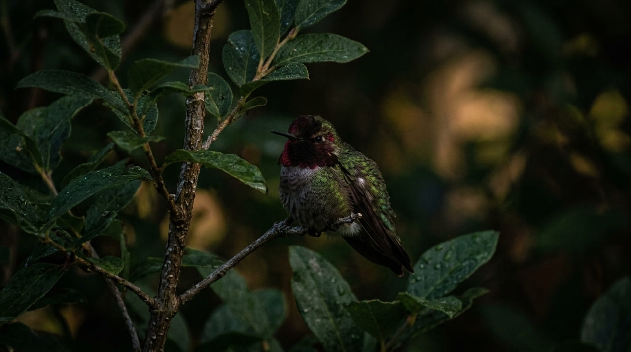 O estado de torpor permite que o beija-flor economize energia vital durante o descanso noturno.