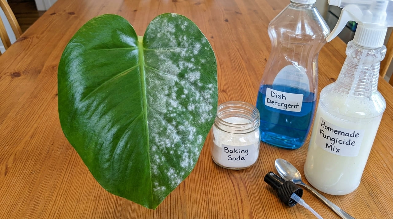 O uso de fungicidas caseiros evita o oídio e garante que as flores cresçam com vigor mesmo durante o outono.