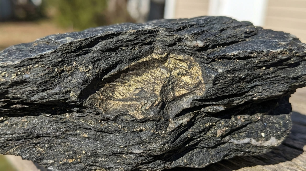 A análise de rochas jurássicas revelou que o brilho dourado dos fósseis provém de fosfatos complexos e não apenas da pirita.