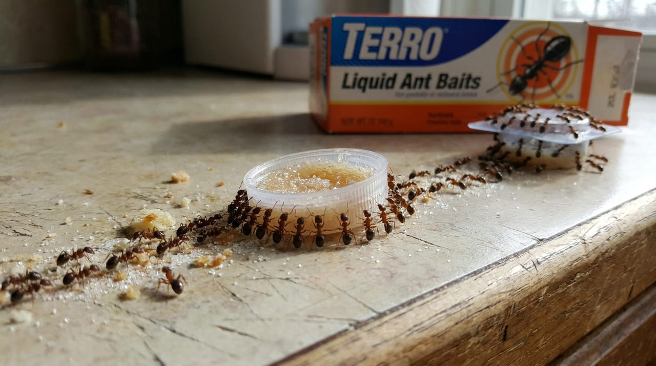 O segredo para eliminar invasores na cozinha reside na neutralização dos rastros invisíveis com ingredientes naturais.