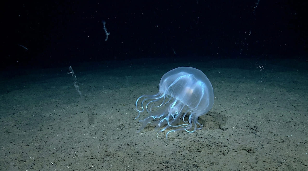 Organismos encontrados na zona hadal revelam estruturas celulares capazes de suportar pressões extremas a nove mil metros de profundidade.