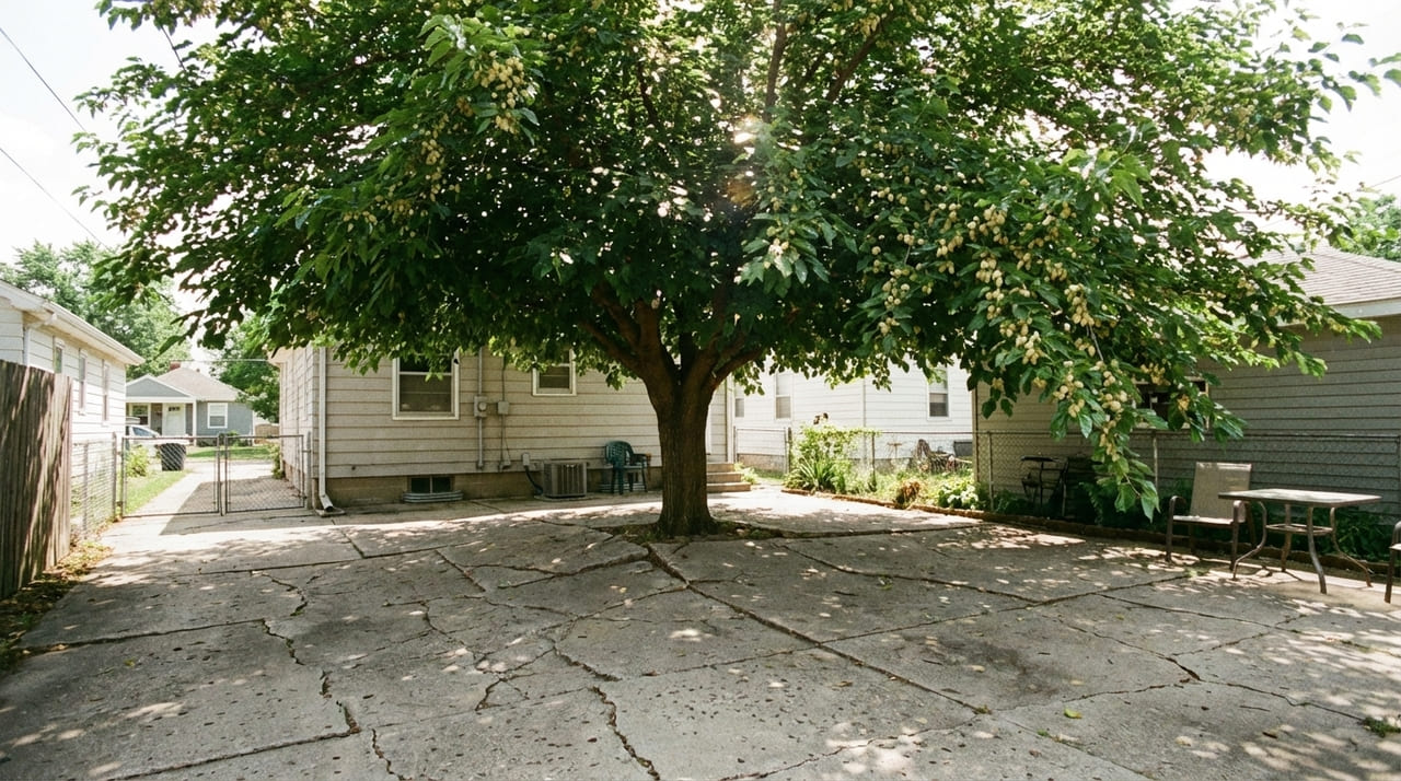 Essa árvore dá frutos doces no verão, não quebra o solo com suas raízes e é resistente à seca mesmo quando plantada em um pequeno jardim