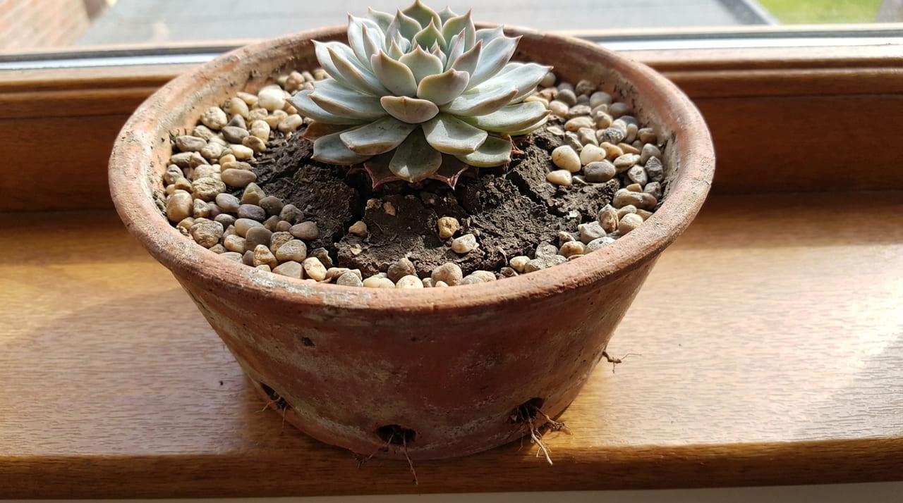 No Egito a babosa é resistente a tudo, porque nunca a deixam perto de sombras úmidas