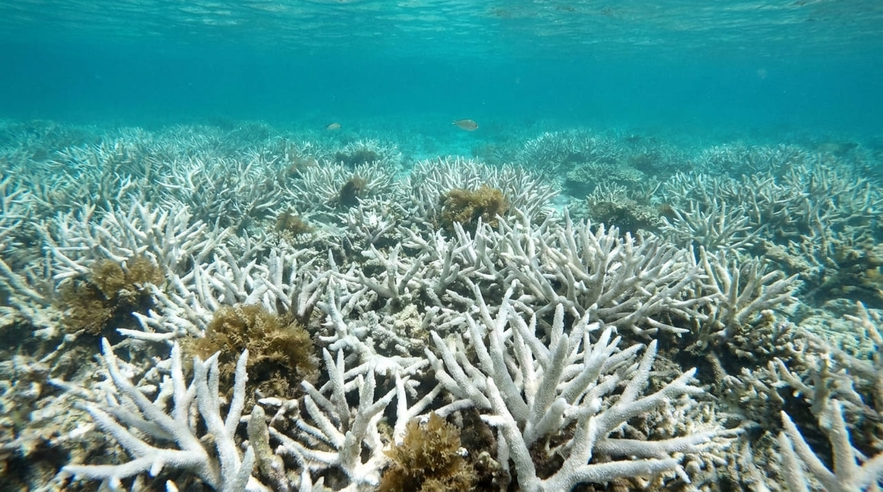 O aumento crítico da temperatura das águas compromete a regeneração da vida marinha e a estabilidade dos ecossistemas globais.