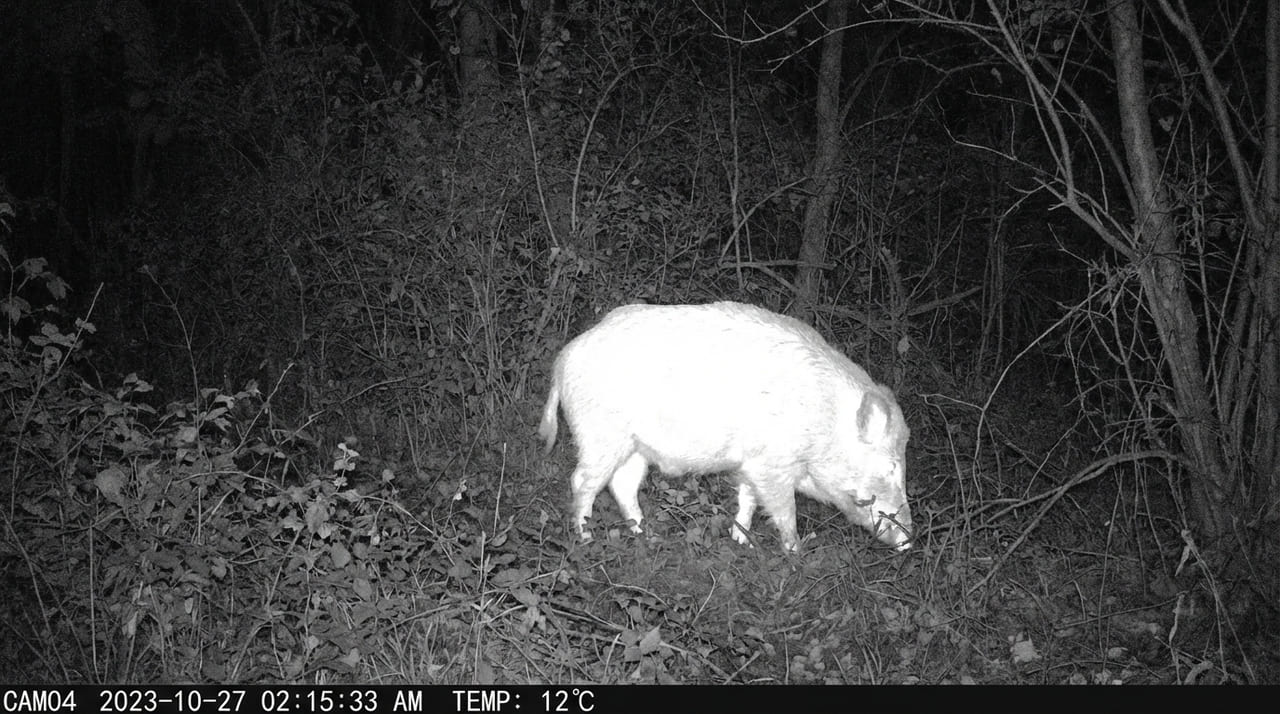 O uso de inteligência artificial e monitoramento remoto transforma propriedades rurais em centros estratégicos de conservação ambiental.