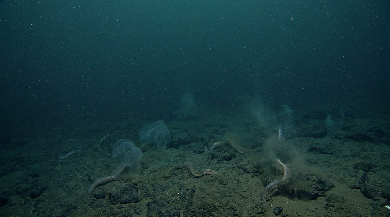 A extinção do Ediacarano eliminou a maioria das espécies devido a uma queda crítica nos níveis de oxigênio nos oceanos primordiais.