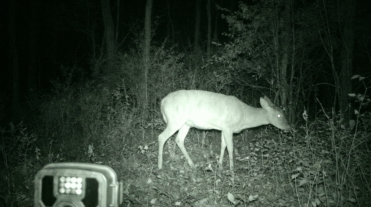 Redes de transmissão estáveis e sensores térmicos garantem a segurança e a análise precisa de espécies em áreas protegidas.