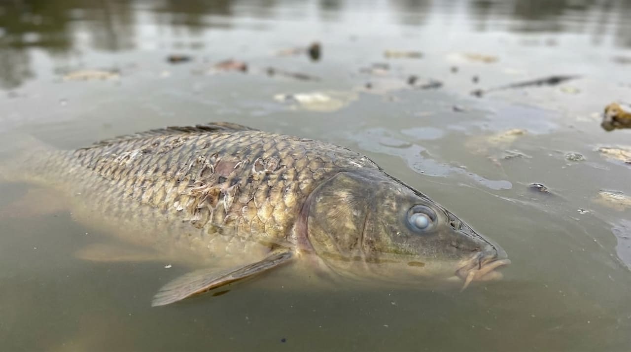 Estudos revelam que a exposição crônica ao pesticida clorpirifós reduz o tempo de vida de peixes ao causar danos celulares severos.