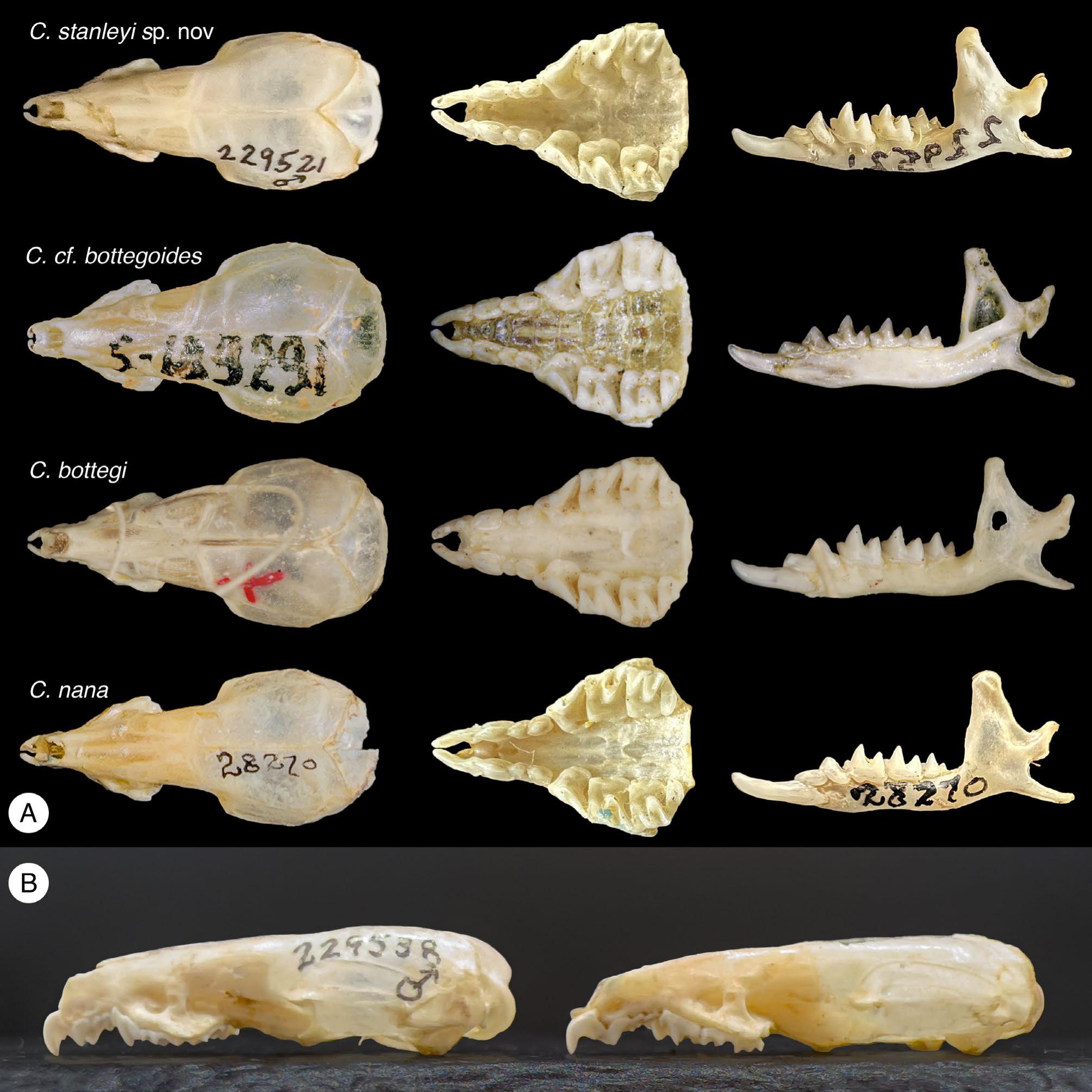 A) Comparação das características do crânio e craniodentes de quatro minúsculas espécies de Crocidura registradas na Etiópia (ordenadas de cima a baixo: FMNH 229521 (holótipo), ZMMU s-189291, BMNH 1898.2.5.6 (holótipo), FMNH 28270); B) comparação de crânios de C. stanleyi sp. nov. (esquerda, FMNH 229521) e C. nana (direita) na vista lateral, mostrando a ‘planitude’ do perfil dorsal. O C. nana apresentado aqui é um espécime de planície (FMNH 28270) da Etiópia que foi coletado em um habitat característico desta espécie.