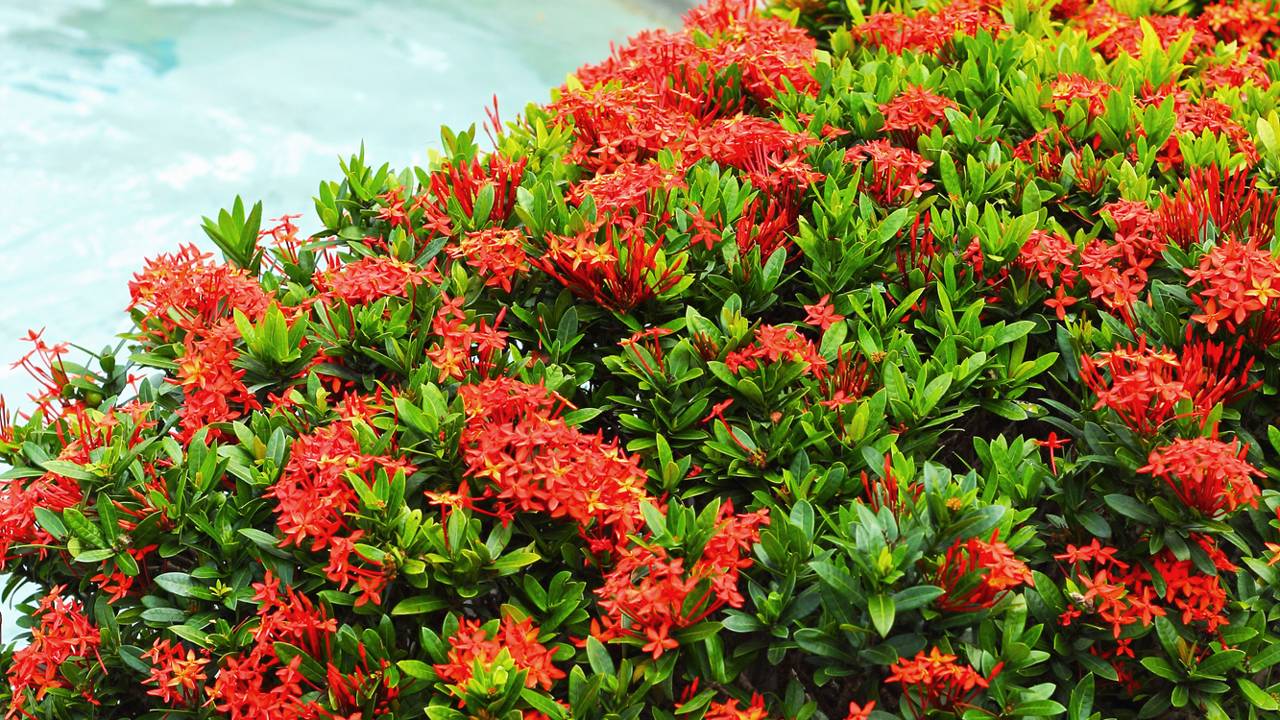 Sua entrada merece o brilho de flores que duram o ano inteiro. Saiba por que a Ixora é o segredo para o luxo de um jardim vibrante com economia real