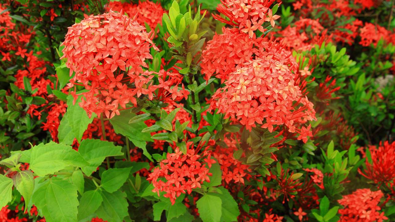 Veja como preparar o solo com segurança e aprenda a criar pontos de cor com Ixoras de forma prática.