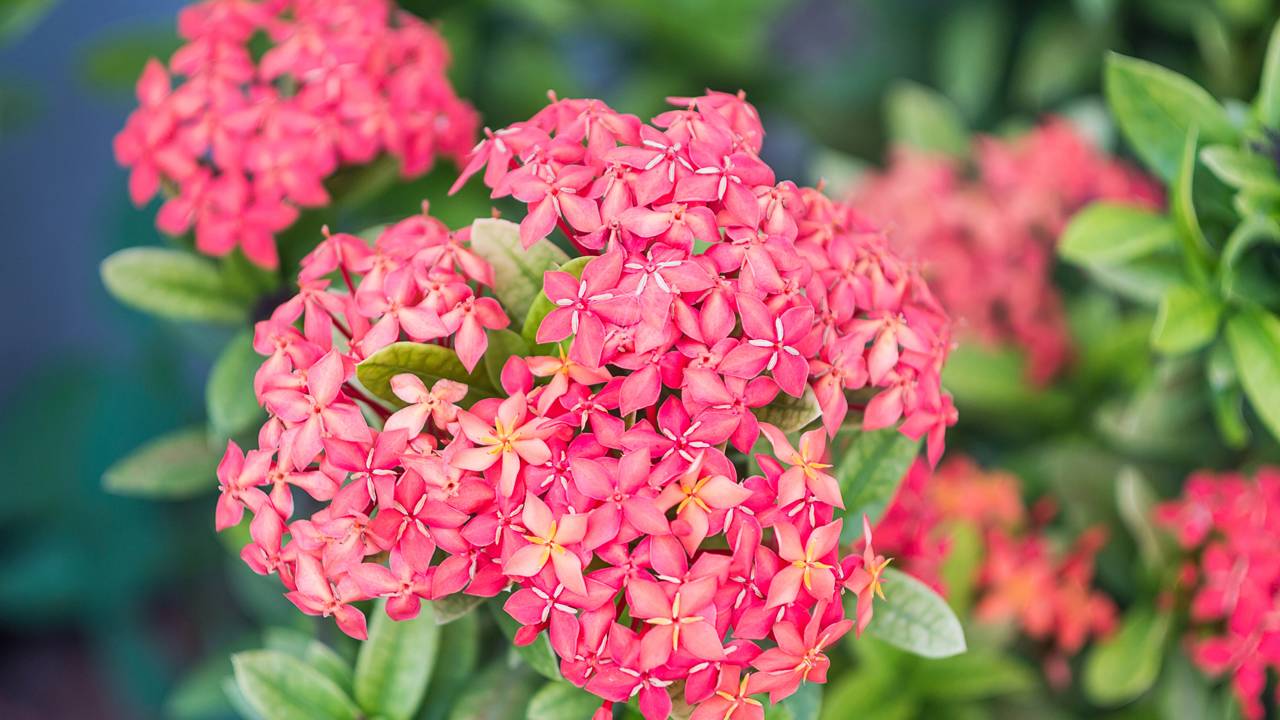 Cores que encantam: descubra por que as plantas de porte controlado são as favoritas para varandas e garagens