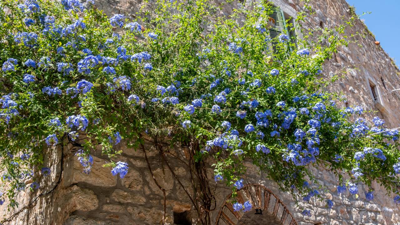 O papel das grades de ferro desapareceu: uma nova tendência, florida e perfumada, tomou o seu lugar