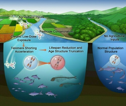 Para descartar esse fator causado, Rohr e colegas realizaram outro experimento laboratorial demonstrando que a exposição de curto prazo a doses muito maiores causava toxicidade e morte rápidas, mas não acelerava o envelhecimento por meio de telômeros encurtados e aumento da lipofuscina.