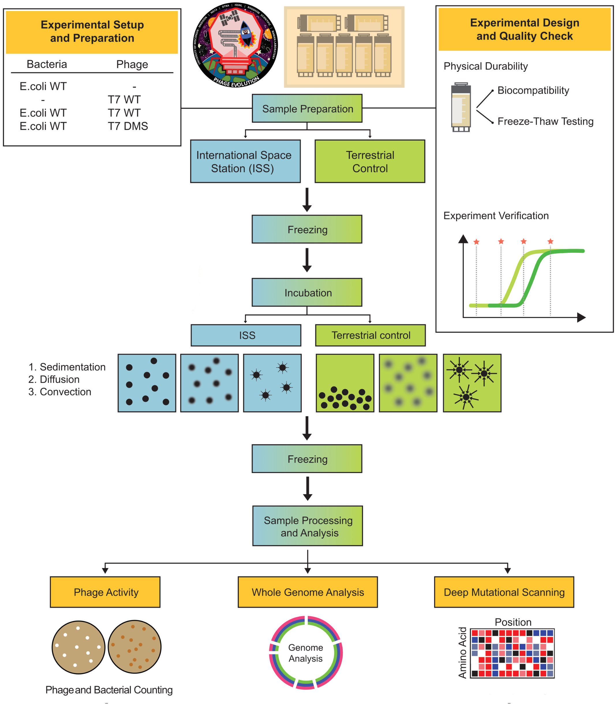 Amostras foram preparadas na Terra, com verificações de qualidade para garantir a integridade criovial e evitar vazamentos durante os ciclos de congelamento-descongelamento. Conjuntos idênticos eram congelados, depois descongelados e incubados em microgravidade na ISS (esquerda) ou terrestremente (direita) por intervalos definidos. Todas as amostras foram recongeladas e posteriormente analisadas na Terra para fagios e títulos bacterianos, sequenciamento do genoma completo e varredura mutacional profunda do domínio da ponta da proteína de ligação ao receptor T7.
