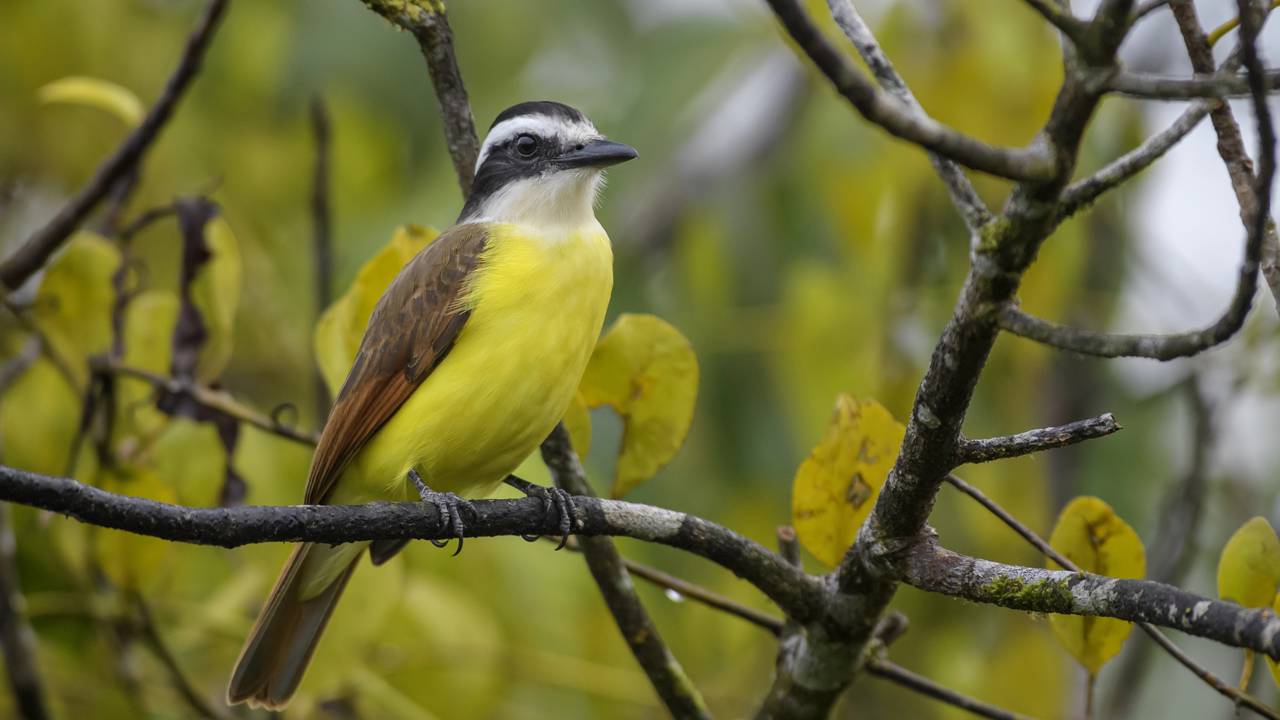 A presença do benteveo no seu jardim sob a ótica dos Animais