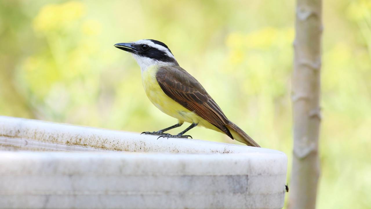 A presença do benteveo no seu jardim sob a ótica dos Animais