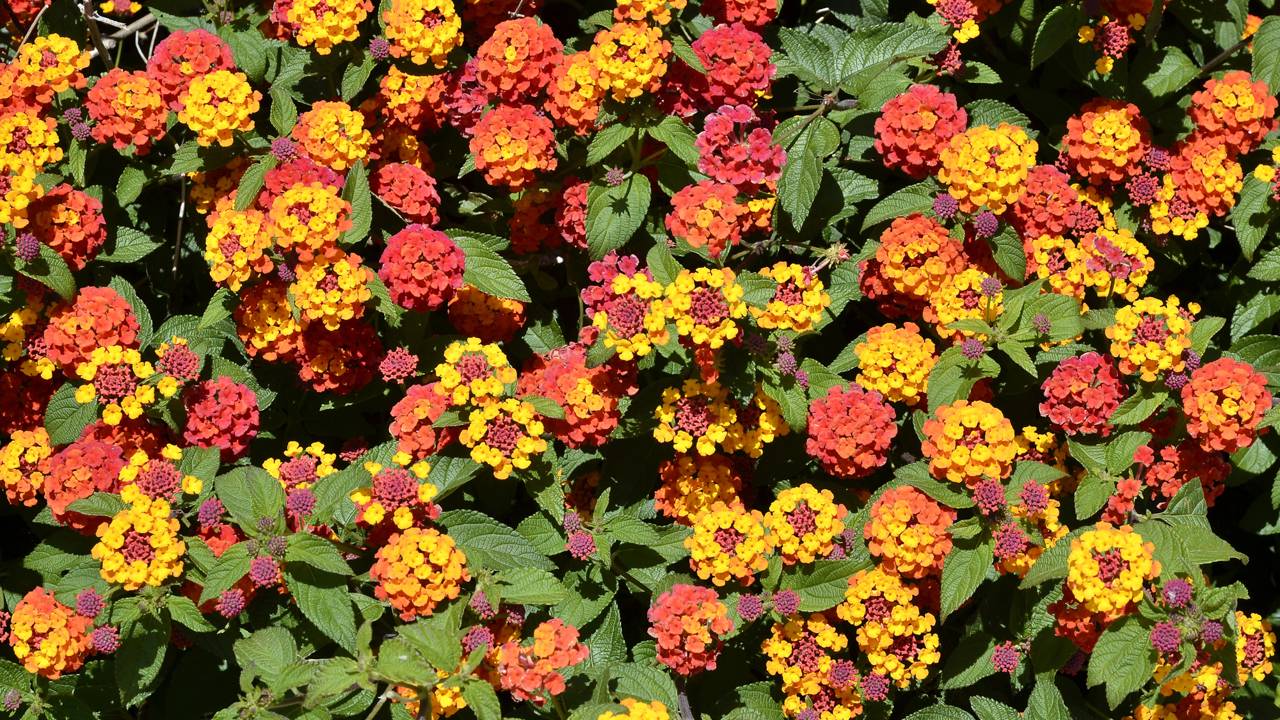 Jardim vivo: aprenda a usar a Lantana para atrair polinizadores e manter o equilíbrio do seu canteiro.