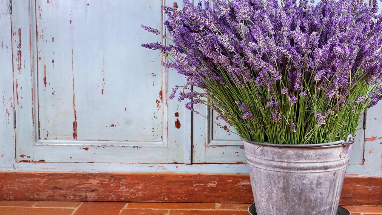A lavanda virou aliada de quem quer dormir melhor e ter um quarto mais calmo. Saiba como aproveitar esse truque natural.