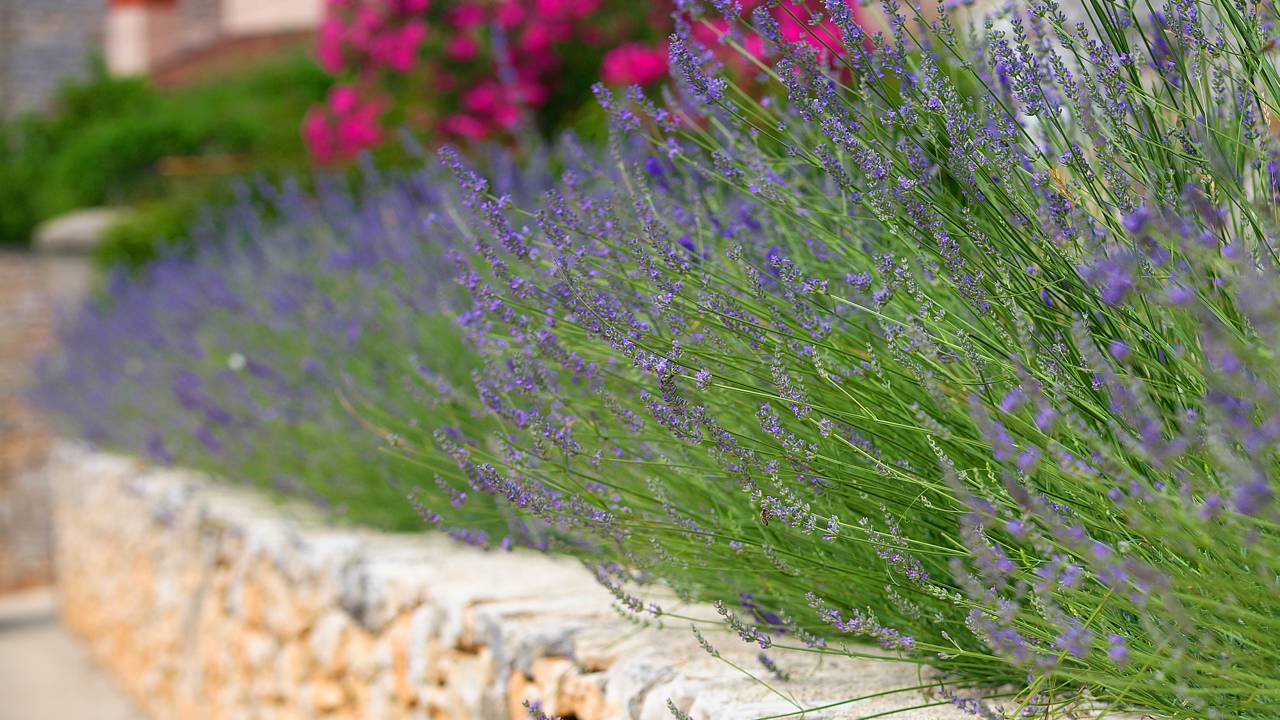 Usar lavanda no muro pode deixar o espaço bonito e livre de insetos. Saiba como essa planta funciona no dia a dia.