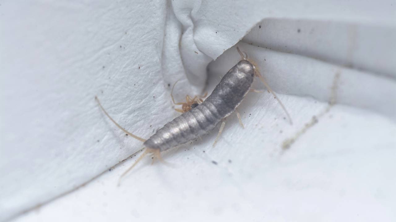 Por que eles brilham? A ciência das escamas prateadas e a incrível resistência do peixinho-de-prata.