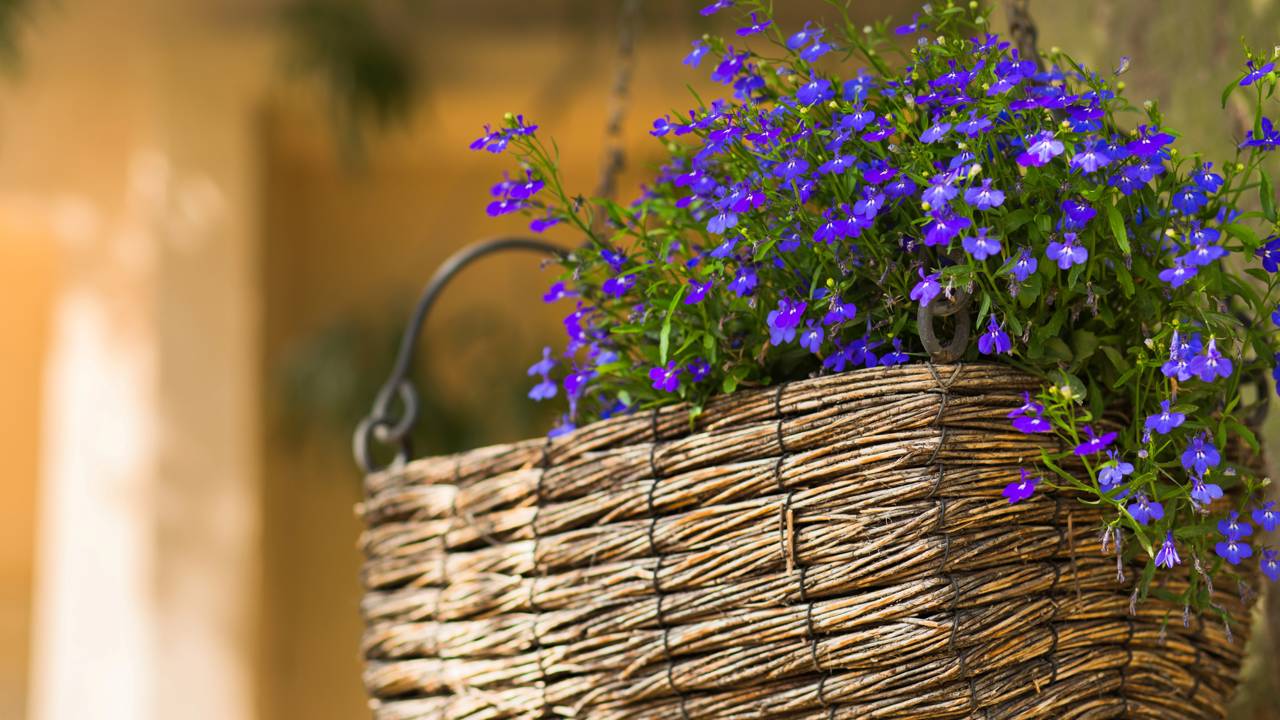 Pare de gastar com plantas que não florescem no calor. Confira o segredo da umidade equilibrada e conquiste uma jardineira de luxo com poucos centavos agora.